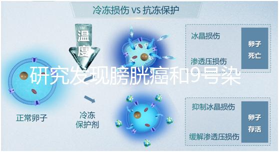 研究發(fā)現(xiàn)膀胱癌和9號染色體缺失有關系!