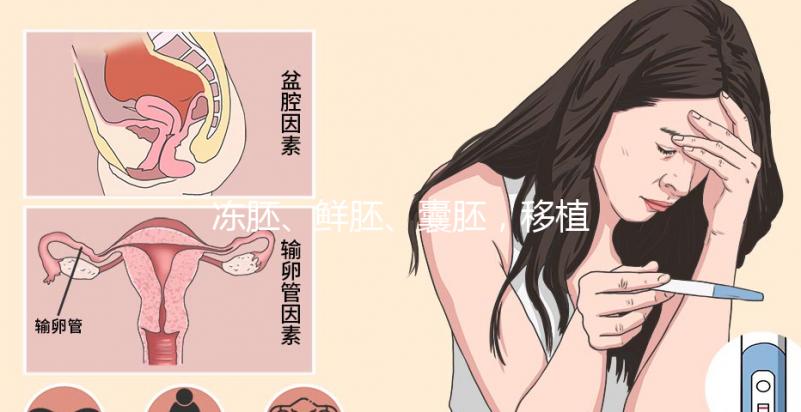 凍胚、鮮胚、囊胚,移植哪個(gè)成功率更高?