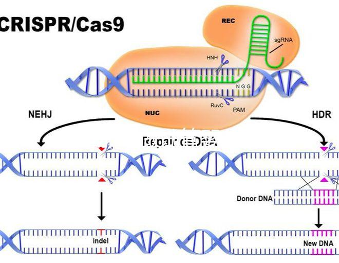 在新加坡做試管嬰兒要多少錢，和馬來西亞的價格差別不大