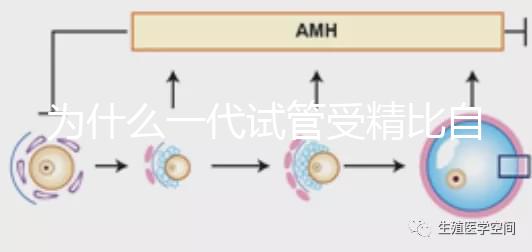 為什么一代試管受精比自然受精更解密？精子和卵子的質量只有一個