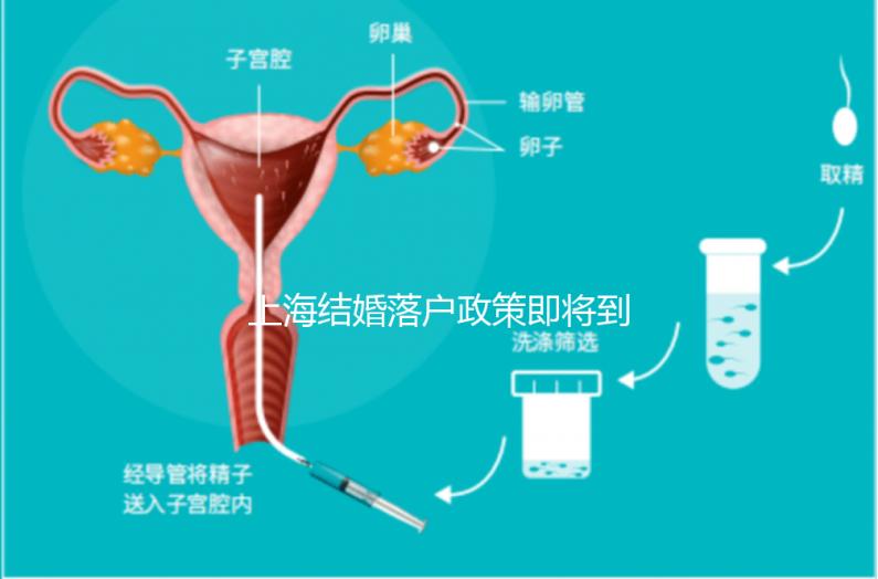 上海結(jié)婚落戶政策即將到來，包括2024年黃浦區(qū)詳細(xì)的戶籍流程