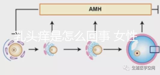 乳頭癢是怎么回事 女性(乳頭癢是怎么回事)