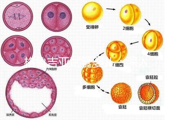 格魯吉亞試管嬰兒:深入了解優(yōu)勢與適用人群!