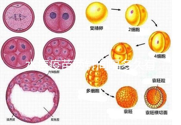 水痘疫苗兩針間隔多久有規(guī)定，第二針什么時候按年齡來算