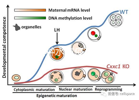 寶寶接種水痘疫苗后≠100%安全，不知道怎么辦看這3點