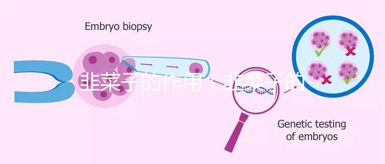 韭菜子的作用(韭菜子的作用與功效)