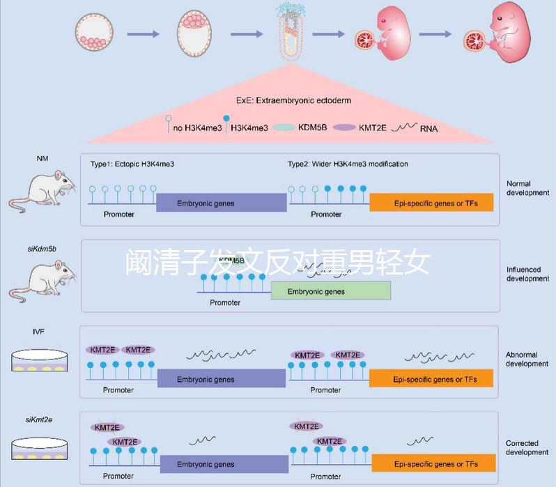 闞清子發(fā)文反對(duì)重男輕女，網(wǎng)友：都2024了還有這種思想