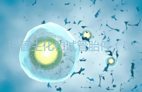 試管生化和試管胎停(試管生化和試管胎停的區(qū)別)