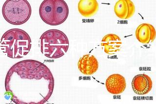 試管促排六種方案介紹，超詳細！！