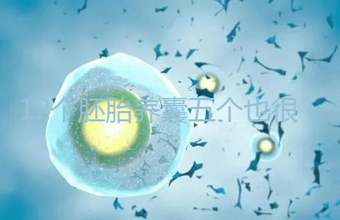 12個胚胎養囊五個也很正常，看完成功率就知所言非虛